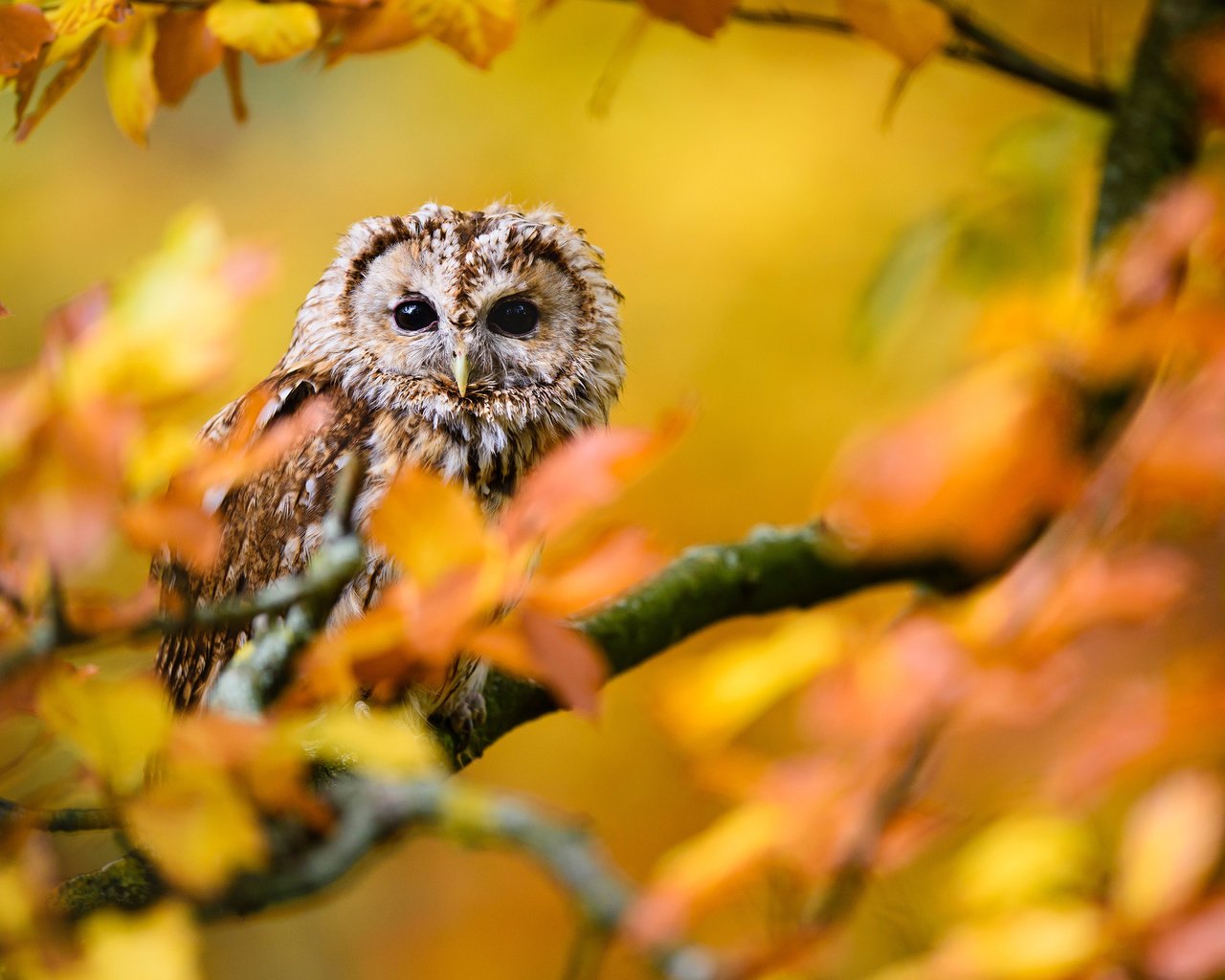 Обои сова, листья, ветки, осень, птица, owl, leaves, branches, autumn, bird разрешение 3840x2400 Загрузить