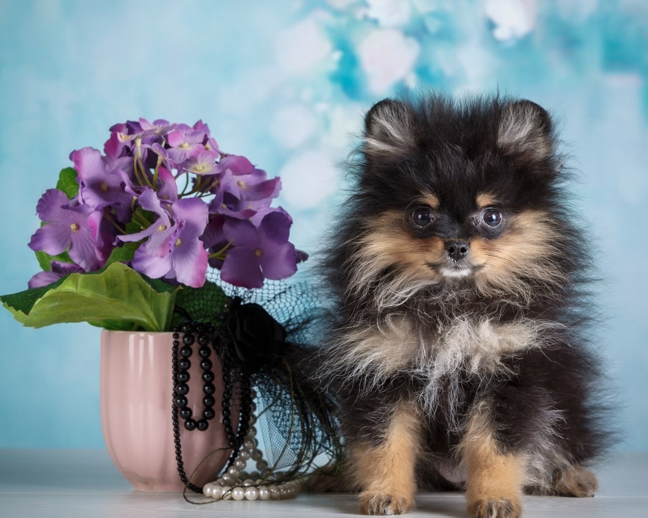 Обои цветы, фон, собака, щенок, бусы, ваза, шпиц, flowers, background, dog, puppy, beads, vase, spitz разрешение 2880x1800 Загрузить