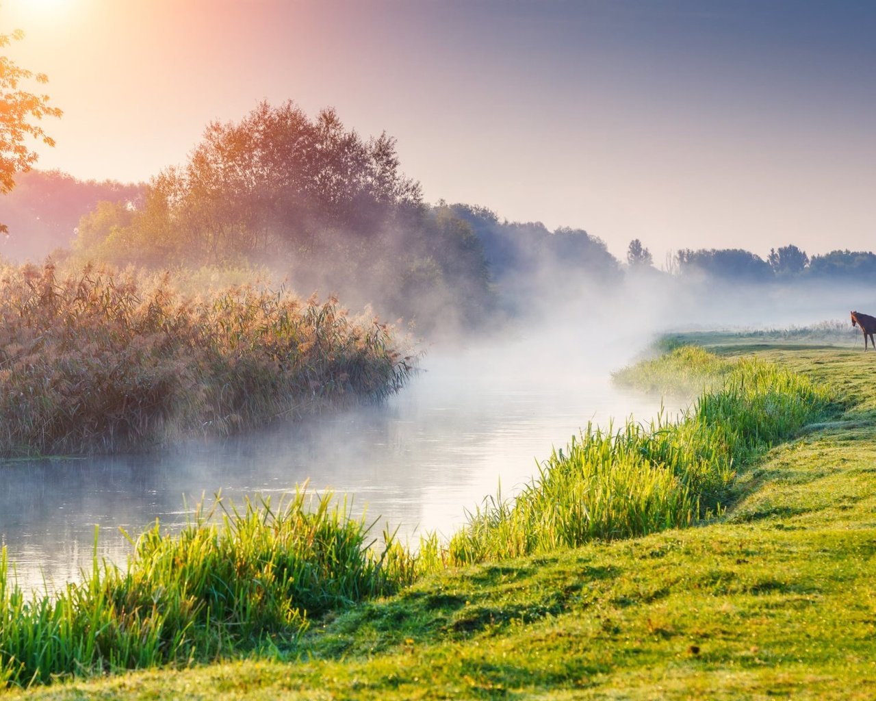 Обои лошадь, деревья, река, природа, утро, туман, рассвет, конь, horse, trees, river, nature, morning, fog, dawn разрешение 1920x1200 Загрузить