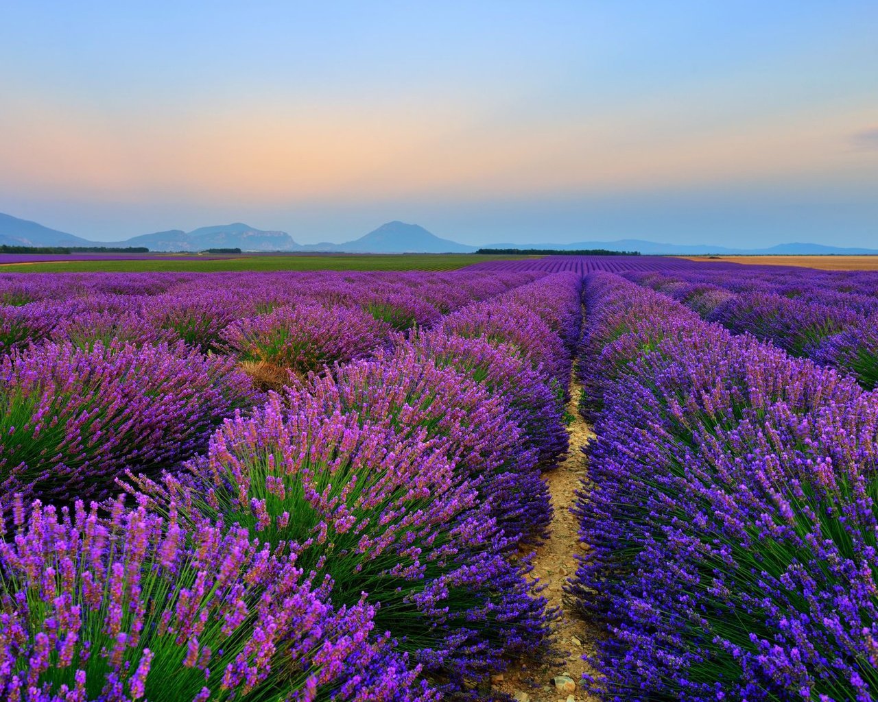 Обои цветы, природа, пейзаж, поле, лаванда, flowers, nature, landscape, field, lavender разрешение 1920x1200 Загрузить