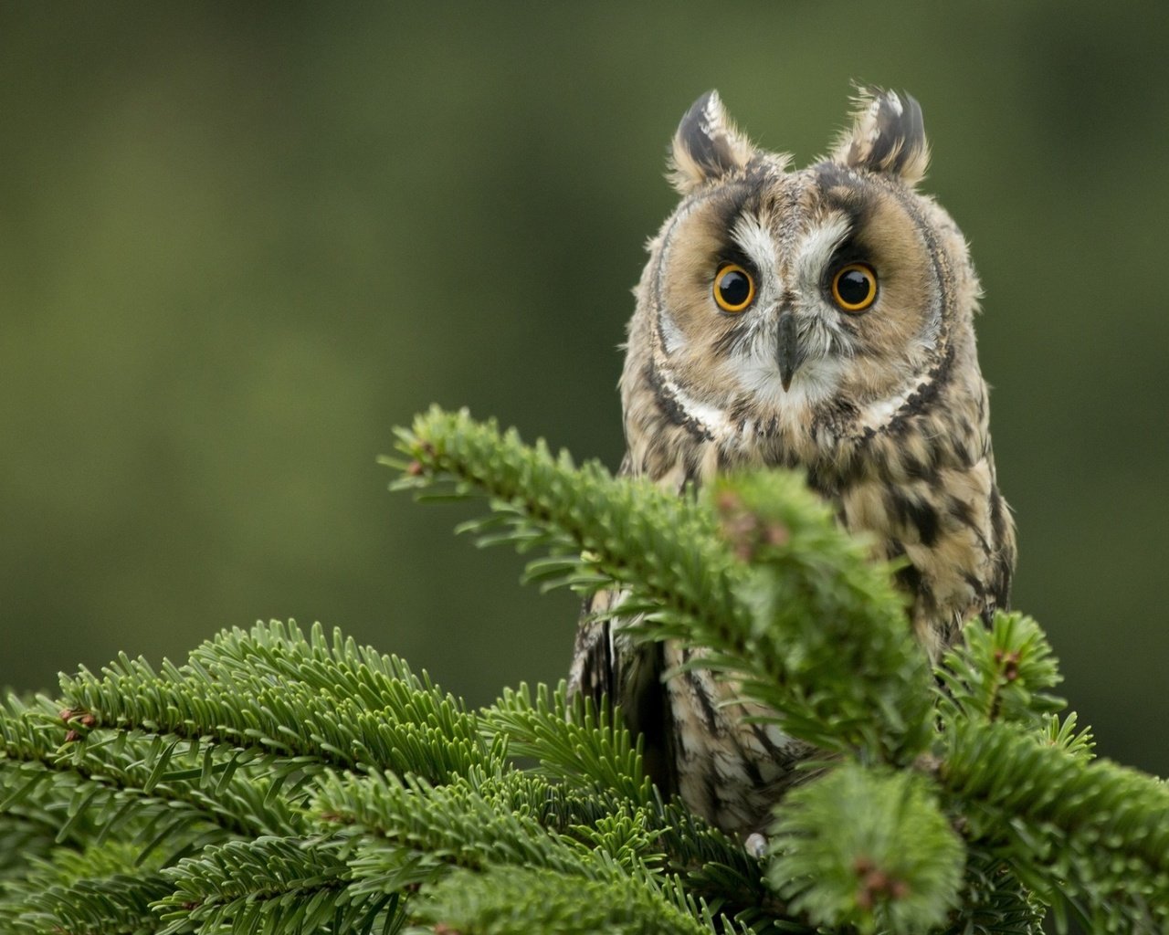 Обои глаза, сова, хвоя, ветки, взгляд, птица, клюв, ушастая сова, eyes, owl, needles, branches, look, bird, beak, long-eared owl разрешение 1920x1200 Загрузить