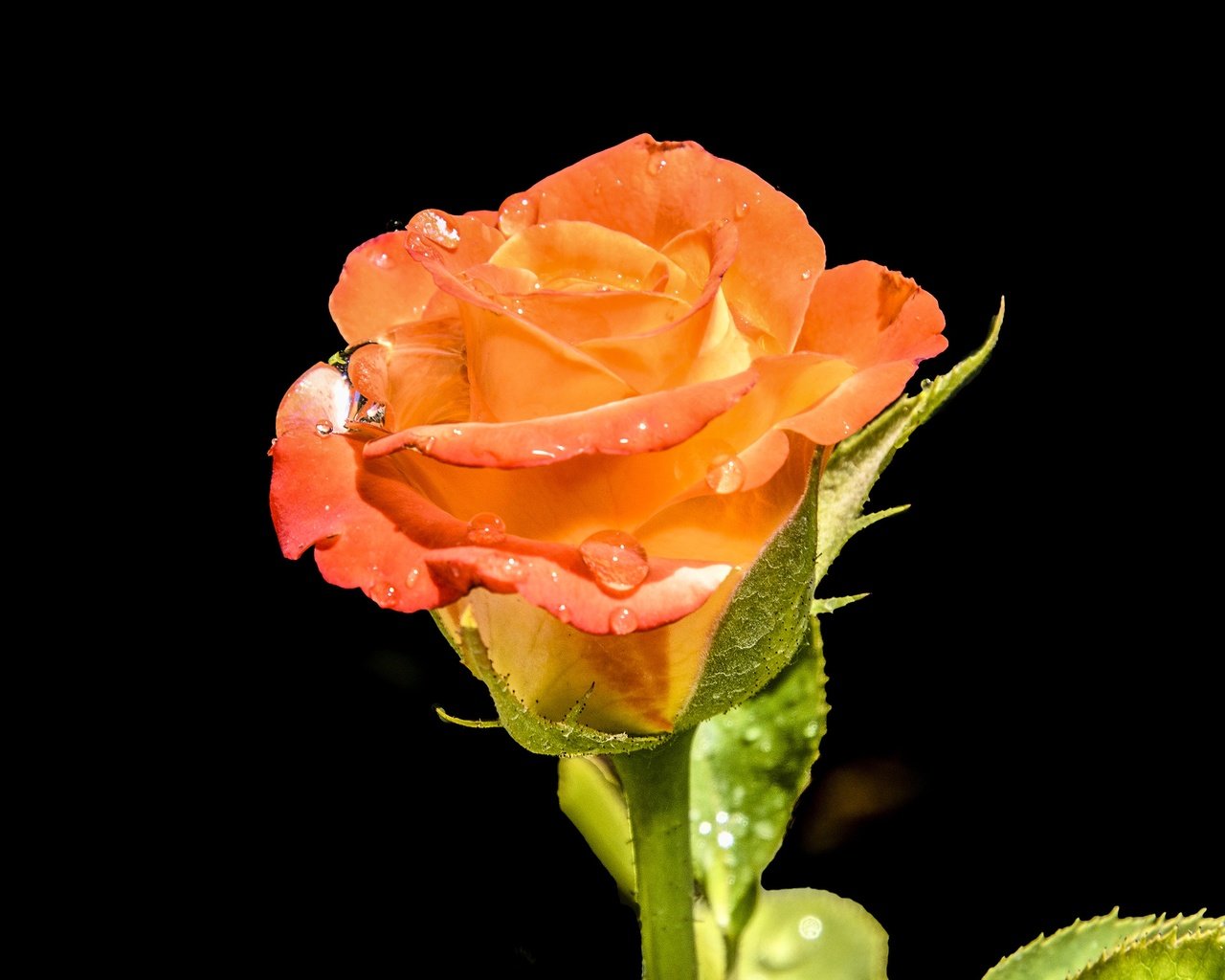 Розы оранжевые с каплями