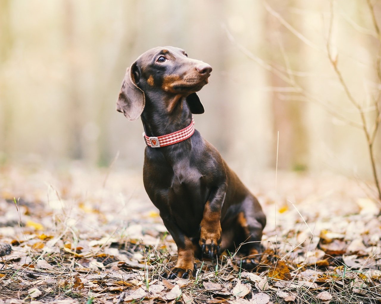 Обои природа, листья, взгляд, осень, собака, такса, nature, leaves, look, autumn, dog, dachshund разрешение 2048x1182 Загрузить