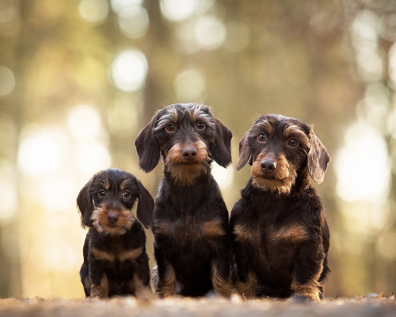 Обои взгляд, щенок, такса, собаки, мордочки, жесткошерстная такса, look, puppy, dachshund, dogs, faces, wire-haired dachshund разрешение 2047x1269 Загрузить