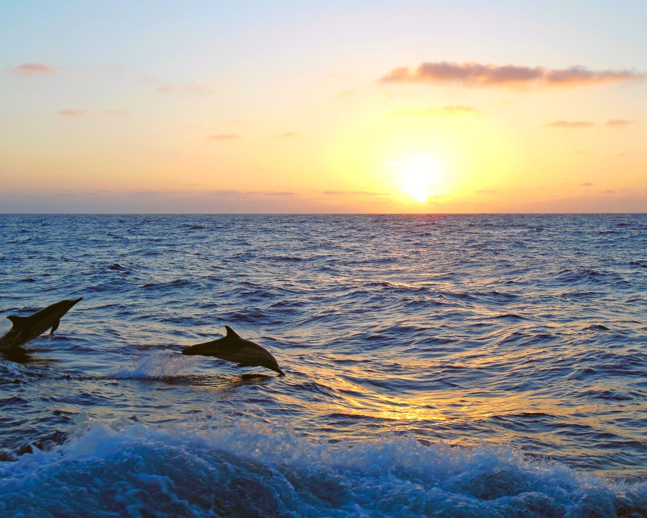 Обои закат, море, дельфины, 5, sunset, sea, dolphins разрешение 4608x3456 Загрузить