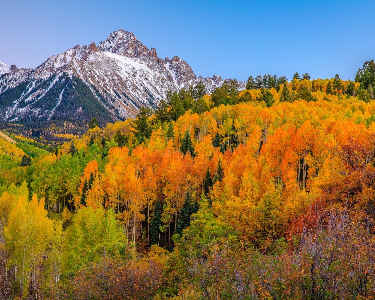 Обои деревья, горы, лес, осень, сша, колорадо, аспен, trees, mountains, forest, autumn, usa, colorado, aspen разрешение 2048x1365 Загрузить