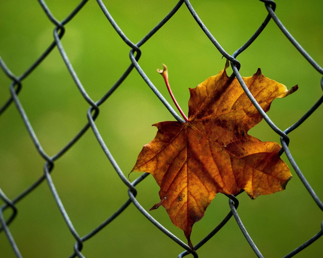 Обои макро, осень, лист, сетка, кленовый лист, рабица, macro, autumn, sheet, mesh, maple leaf, netting разрешение 3800x2712 Загрузить