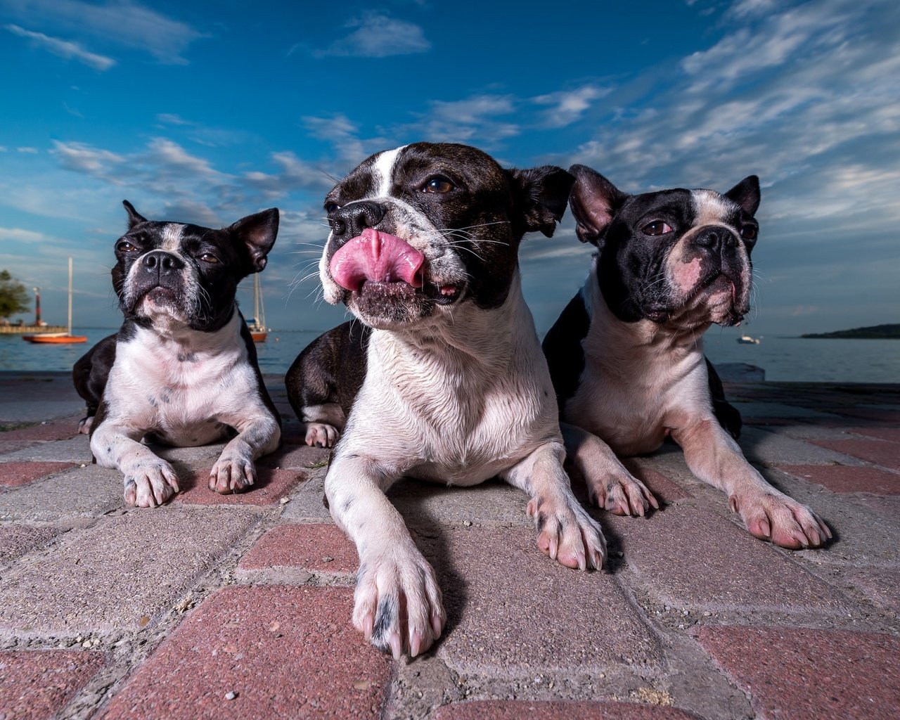 Обои набережная, собаки, бостон-терьер, promenade, dogs, boston terrier разрешение 2048x1220 Загрузить