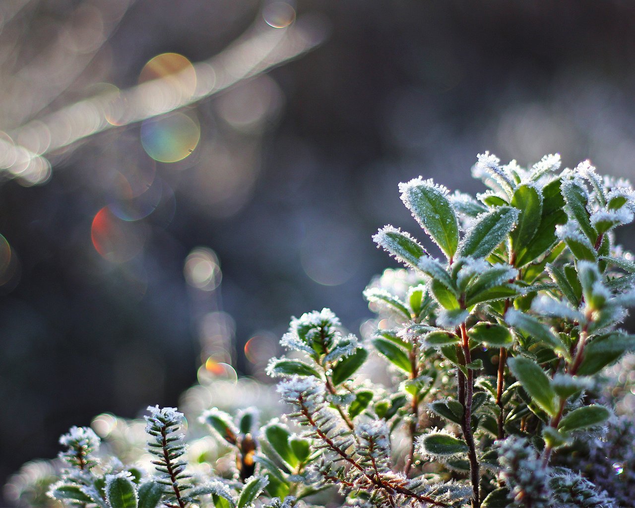 Обои снег, листья, макро, иней, холод, растение, кристаллы, боке, snow, leaves, macro, frost, cold, plant, crystals, bokeh разрешение 1920x1080 Загрузить
