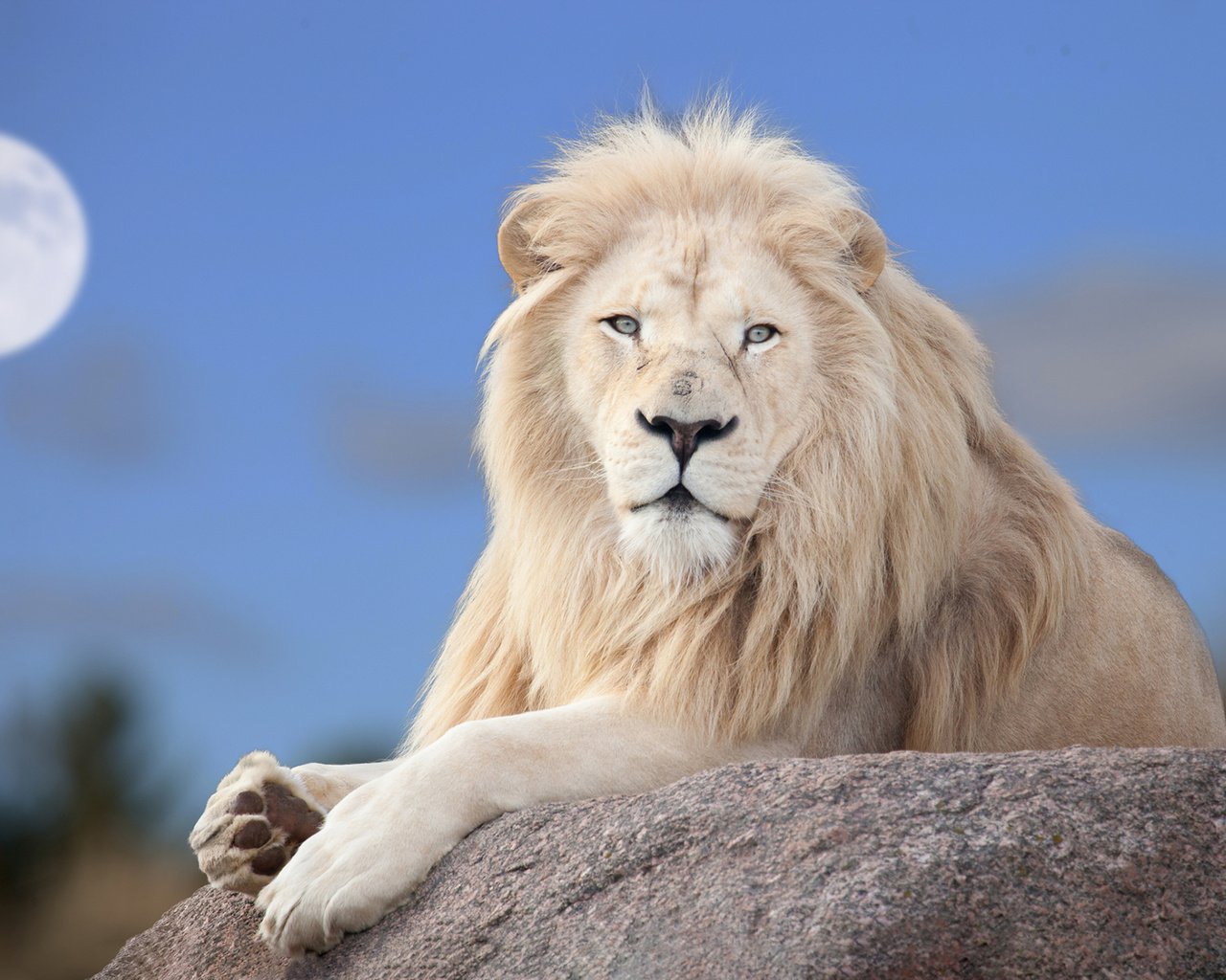 Обои луна, хищник, большая кошка, лев, белый лев, the moon, predator, big cat, leo, white lion разрешение 1920x1200 Загрузить