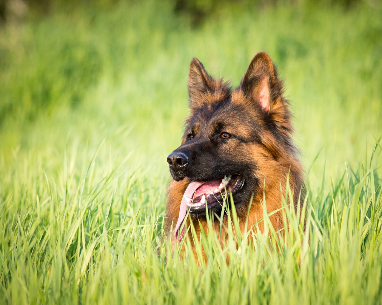 Обои трава, собака, язык, немецкая овчарка, j.wiselka, grass, dog, language, german shepherd разрешение 1920x1200 Загрузить