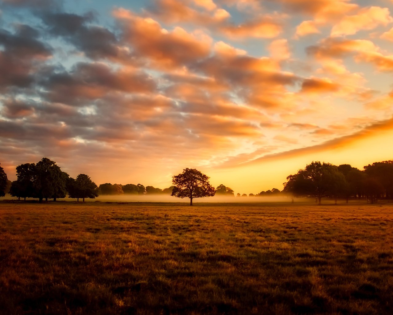 Обои небо, облака, природа, дерево, закат, пейзаж, поле, the sky, clouds, nature, tree, sunset, landscape, field разрешение 1920x1200 Загрузить