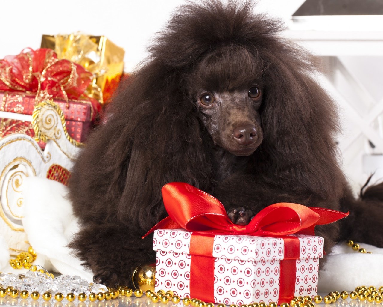 Обои новый год, подарки, собака, пудель, new year, gifts, dog, poodle разрешение 2880x1800 Загрузить