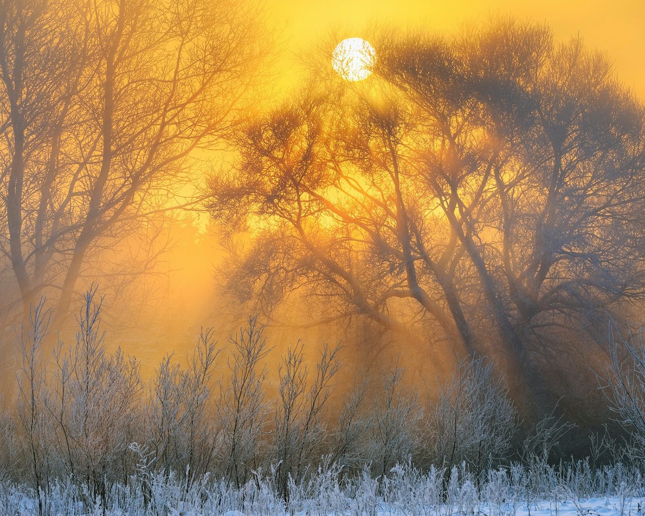 Обои деревья, природа, зима, пейзаж, утро, рассвет, иней, trees, nature, winter, landscape, morning, dawn, frost разрешение 1920x1200 Загрузить