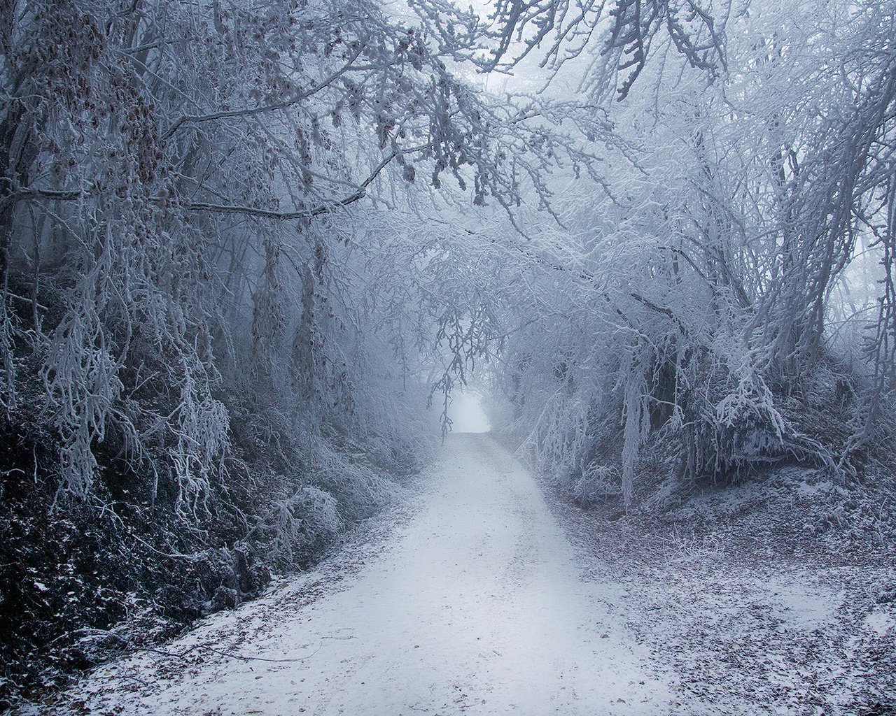 Обои деревья, природа, лес, зима, парк, туман, ветки, иней, trees, nature, forest, winter, park, fog, branches, frost разрешение 1920x1200 Загрузить