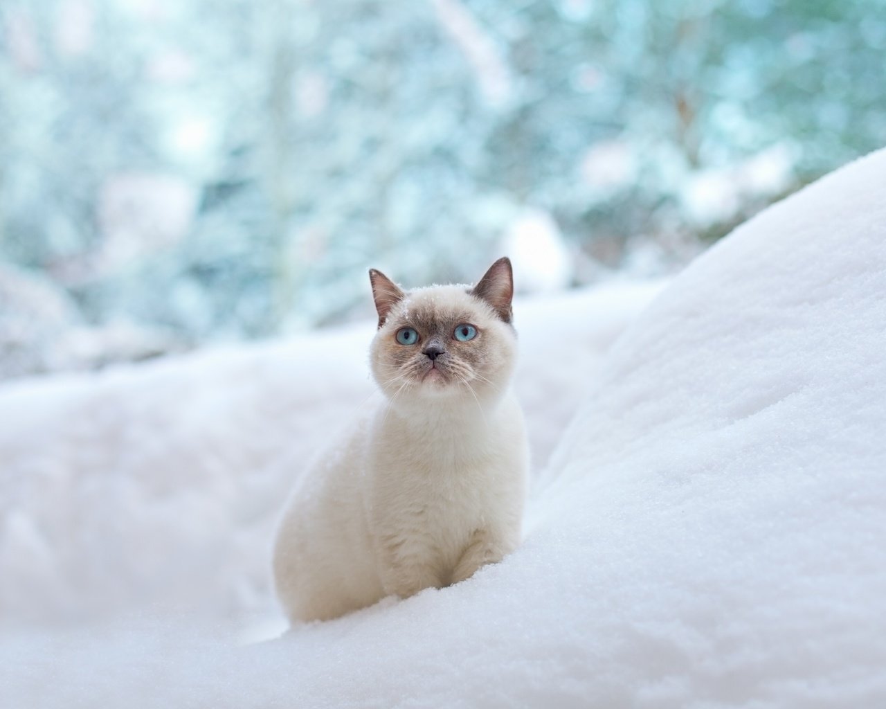 Обои снег, зима, кот, мордочка, усы, кошка, взгляд, snow, winter, cat, muzzle, mustache, look разрешение 2880x1800 Загрузить