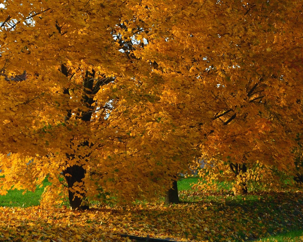 Обои деревья, природа, парк, осень, trees, nature, park, autumn разрешение 1920x1200 Загрузить