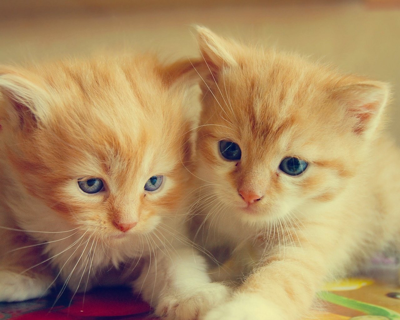 Котята рыжие близняшки