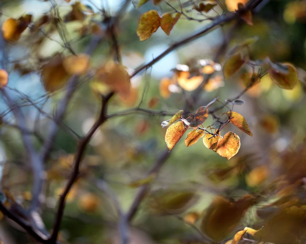 Обои листья, макро, ветки, осень, размытость, leaves, macro, branches, autumn, blur разрешение 1920x1200 Загрузить