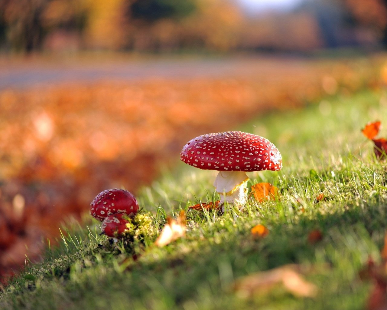 Обои трава, листья, макро, грибы, гриб, мухомор, мухоморы, grass, leaves, macro, mushrooms, mushroom, amanita разрешение 1920x1200 Загрузить