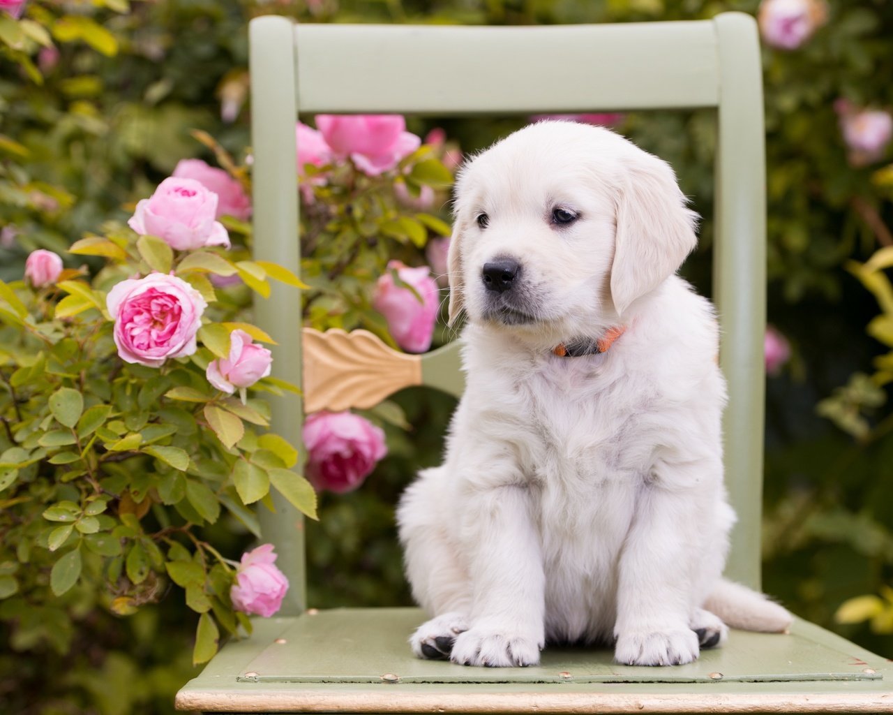 Обои цветы, розы, собака, стул, щенок, золотистый ретривер, flowers, roses, dog, chair, puppy, golden retriever разрешение 2880x1800 Загрузить