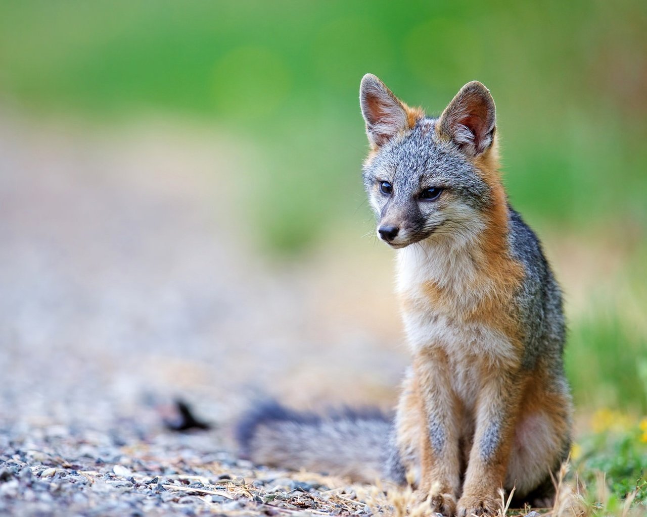 Обои хищник, лисица, хвост, койот, predator, fox, tail, coyote разрешение 1920x1200 Загрузить