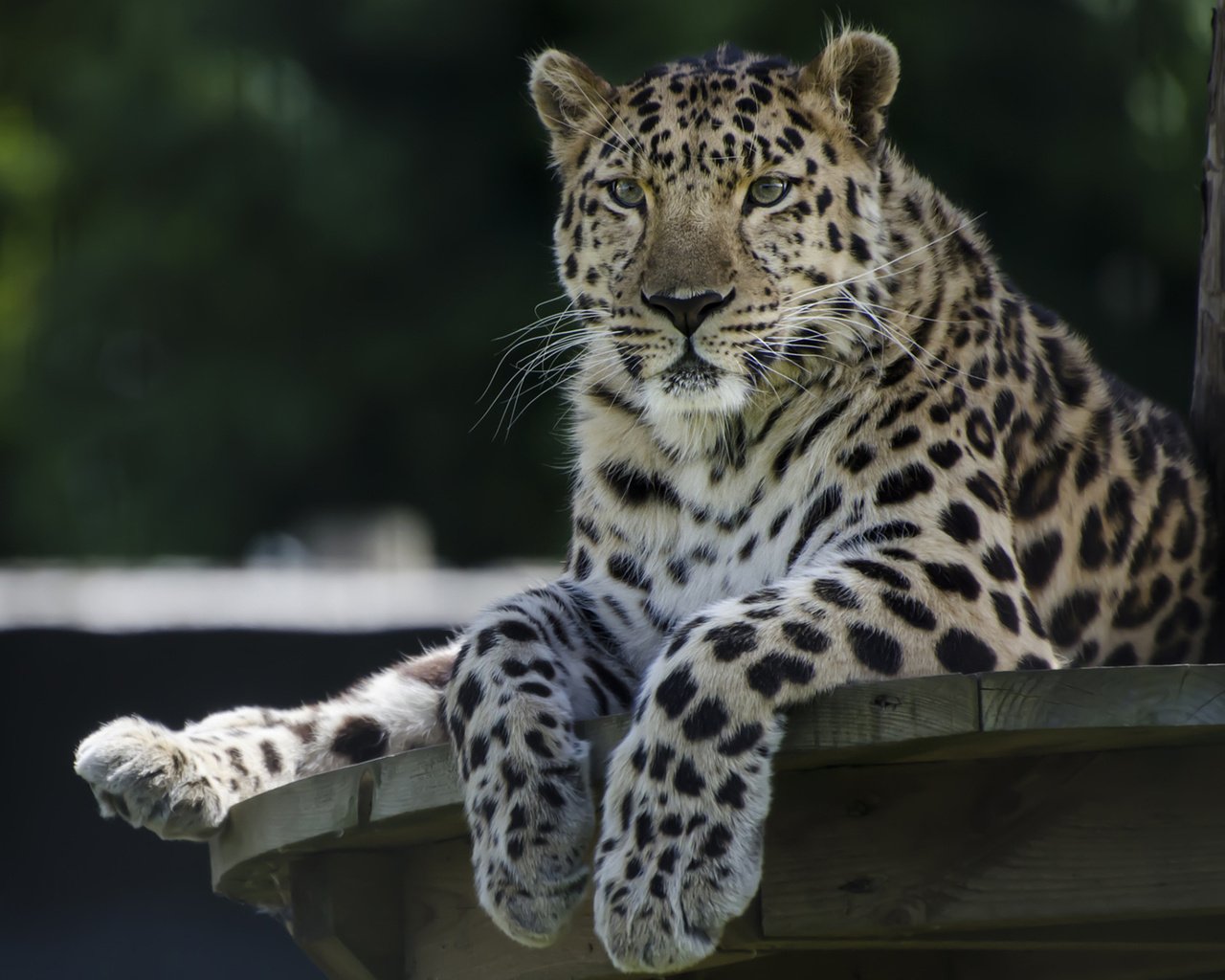 Обои леопард, хищник, большая кошка, leopard, predator, big cat разрешение 1920x1200 Загрузить