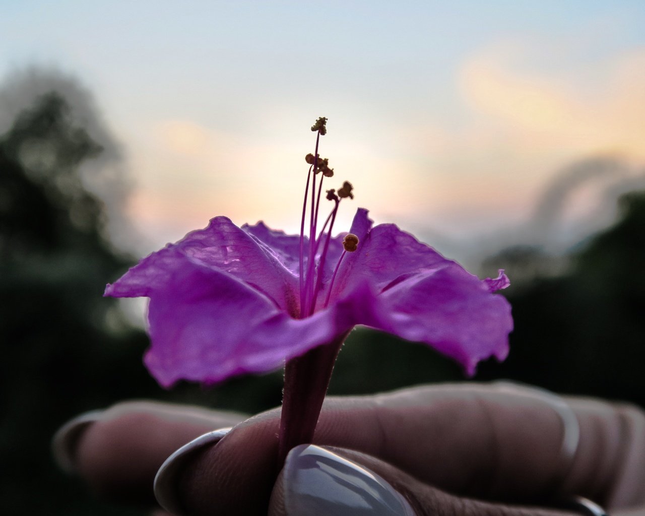 Обои рука, цветок, лепестки, фиолетовый, пальцы, маникюр, hand, flower, petals, purple, fingers, manicure разрешение 5472x3648 Загрузить