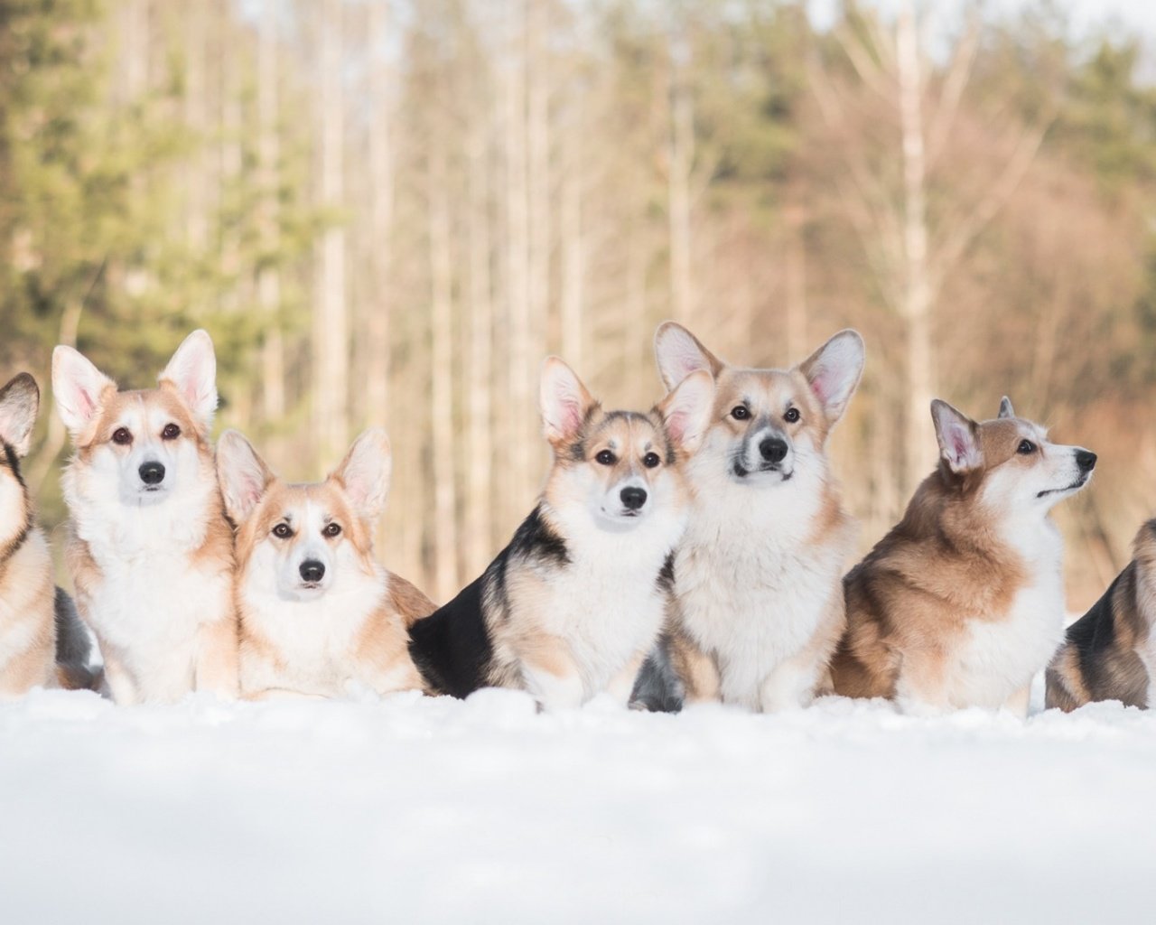 Обои снег, зима, друзья, собаки, вельш-корги, корги, пемброк, snow, winter, friends, dogs, welsh corgi, corgi, pembroke разрешение 1920x1080 Загрузить