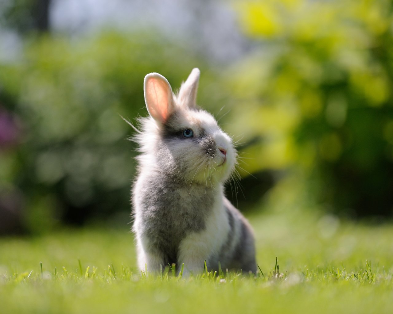 Обои трава, мордочка, взгляд, кролик, заяц, зайка, grass, muzzle, look, rabbit, hare, bunny разрешение 3840x2400 Загрузить