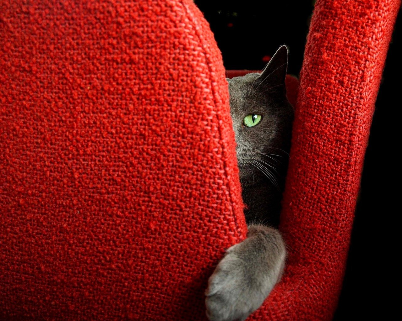 Обои кот, мордочка, усы, кошка, взгляд, кресло, лапка, cat, muzzle, mustache, look, chair, foot разрешение 2856x2513 Загрузить