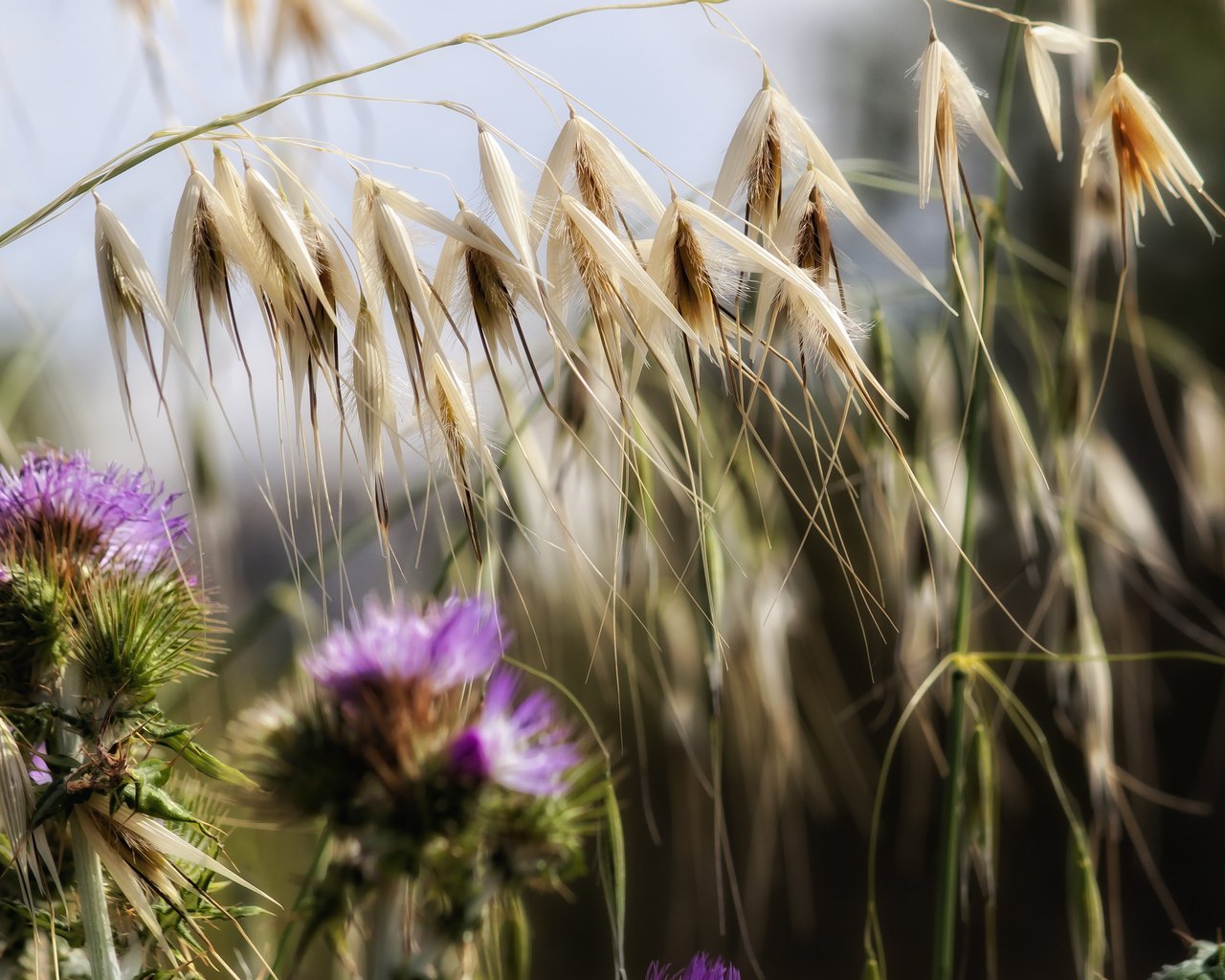 Обои цветы, трава, природа, растения, макро, колоски, чертополох, theophilos papadopoulos, flowers, grass, nature, plants, macro, spikelets, thistle разрешение 4752x3168 Загрузить