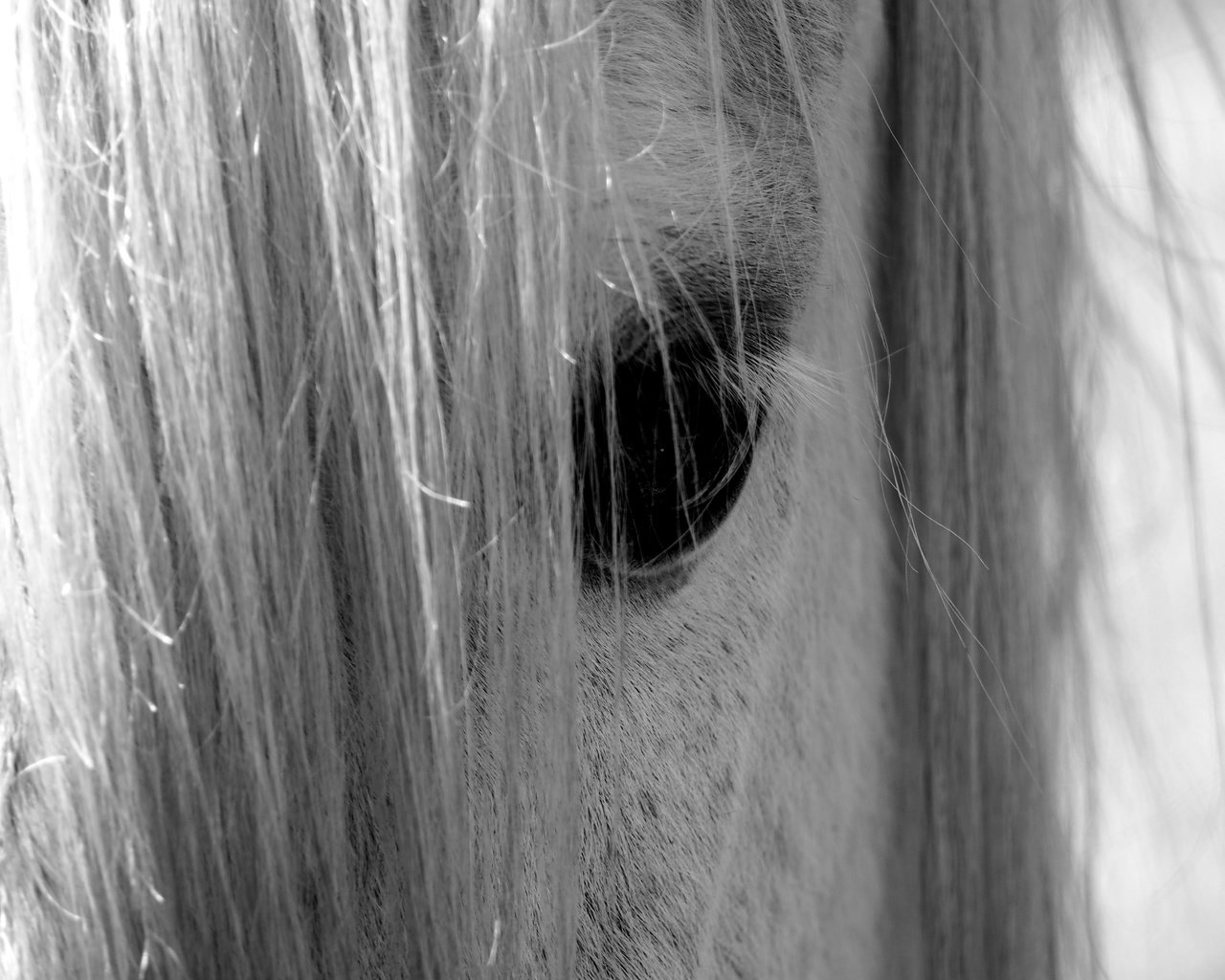 Обои лошадь, взгляд, чёрно-белое, глаз, конь, грива, nino plutino, horse, look, black and white, eyes, mane разрешение 4608x3456 Загрузить