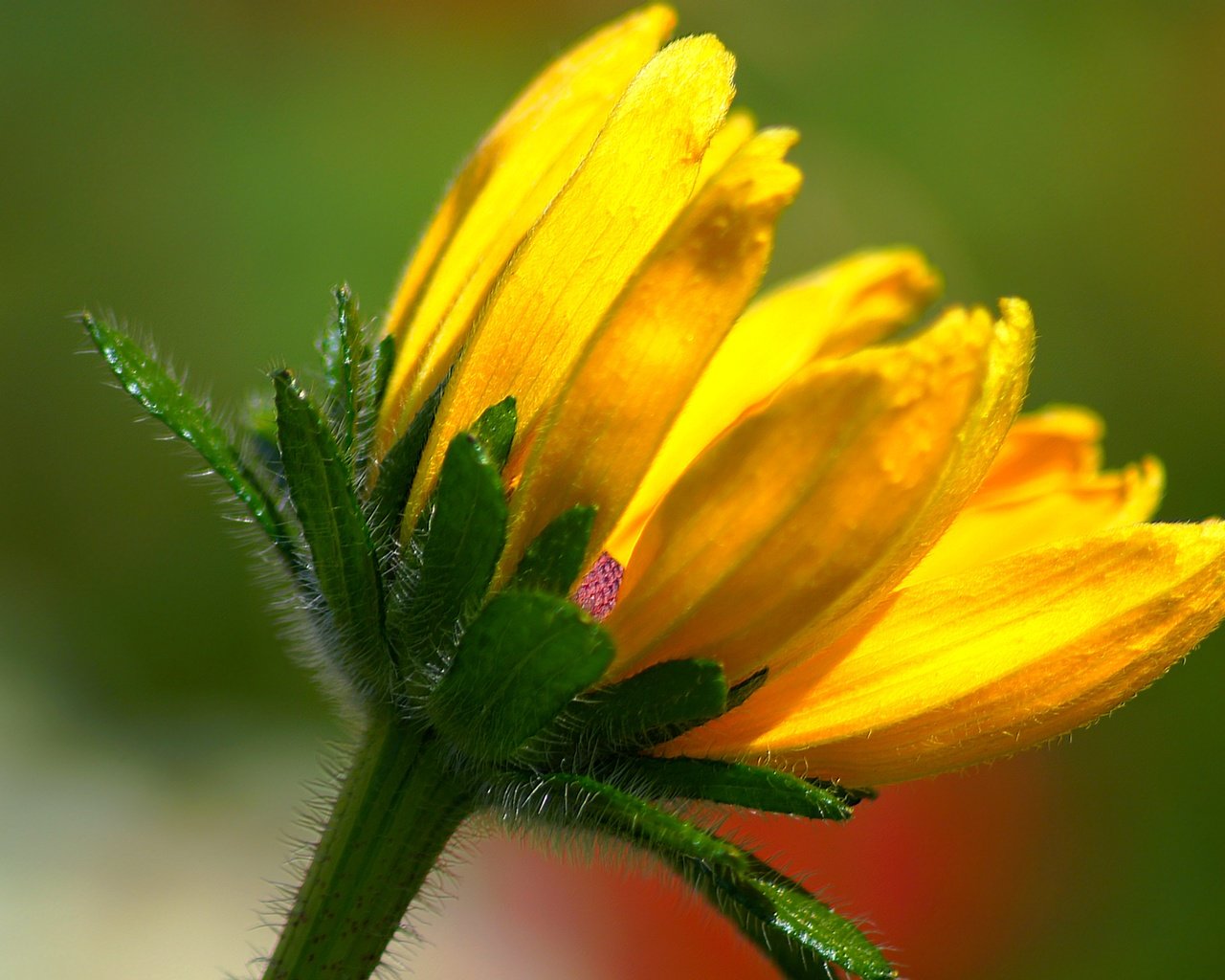 Обои желтый, макро, фон, цветок, лепестки, стебель, yellow, macro, background, flower, petals, stem разрешение 5456x3630 Загрузить