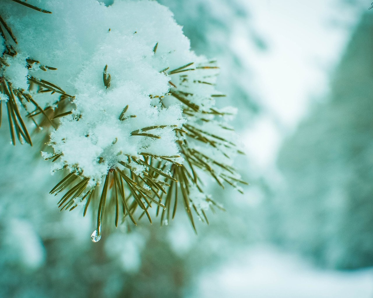 Обои ветка, снег, хвоя, зима, макро, сосна, branch, snow, needles, winter, macro, pine разрешение 1920x1200 Загрузить