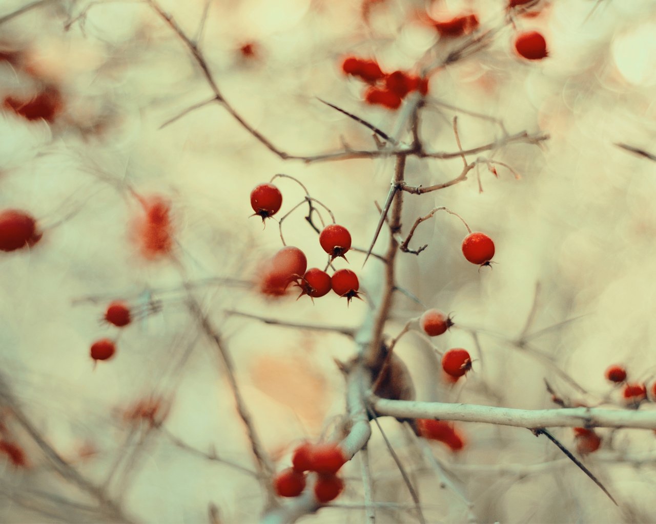 Обои природа, макро, ветки, размытость, ягоды, плоды, nature, macro, branches, blur, berries, fruit разрешение 1920x1200 Загрузить