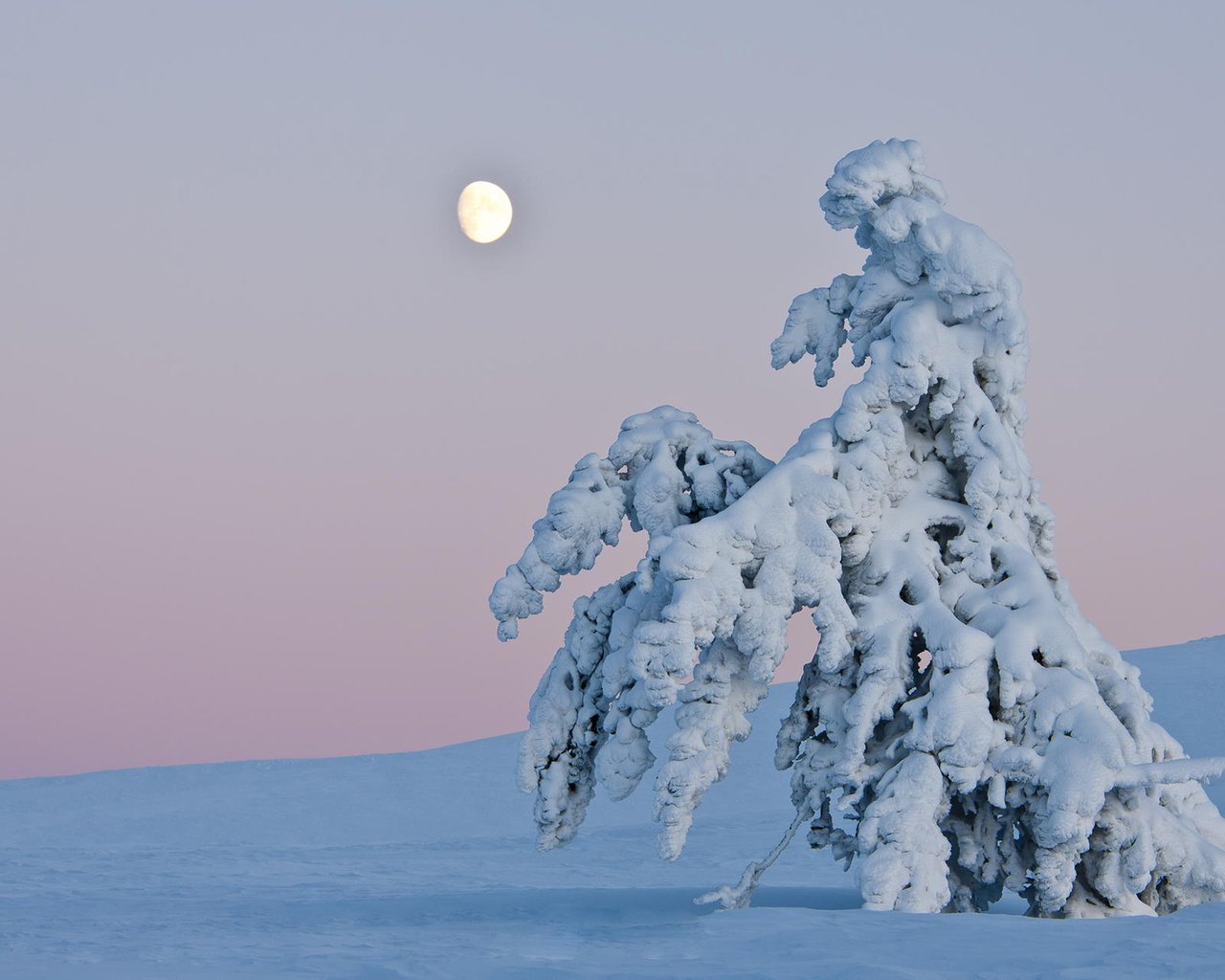 Обои небо, деревья, снег, природа, зима, пейзаж, горизонт, сугроб, the sky, trees, snow, nature, winter, landscape, horizon, the snow разрешение 1920x1200 Загрузить