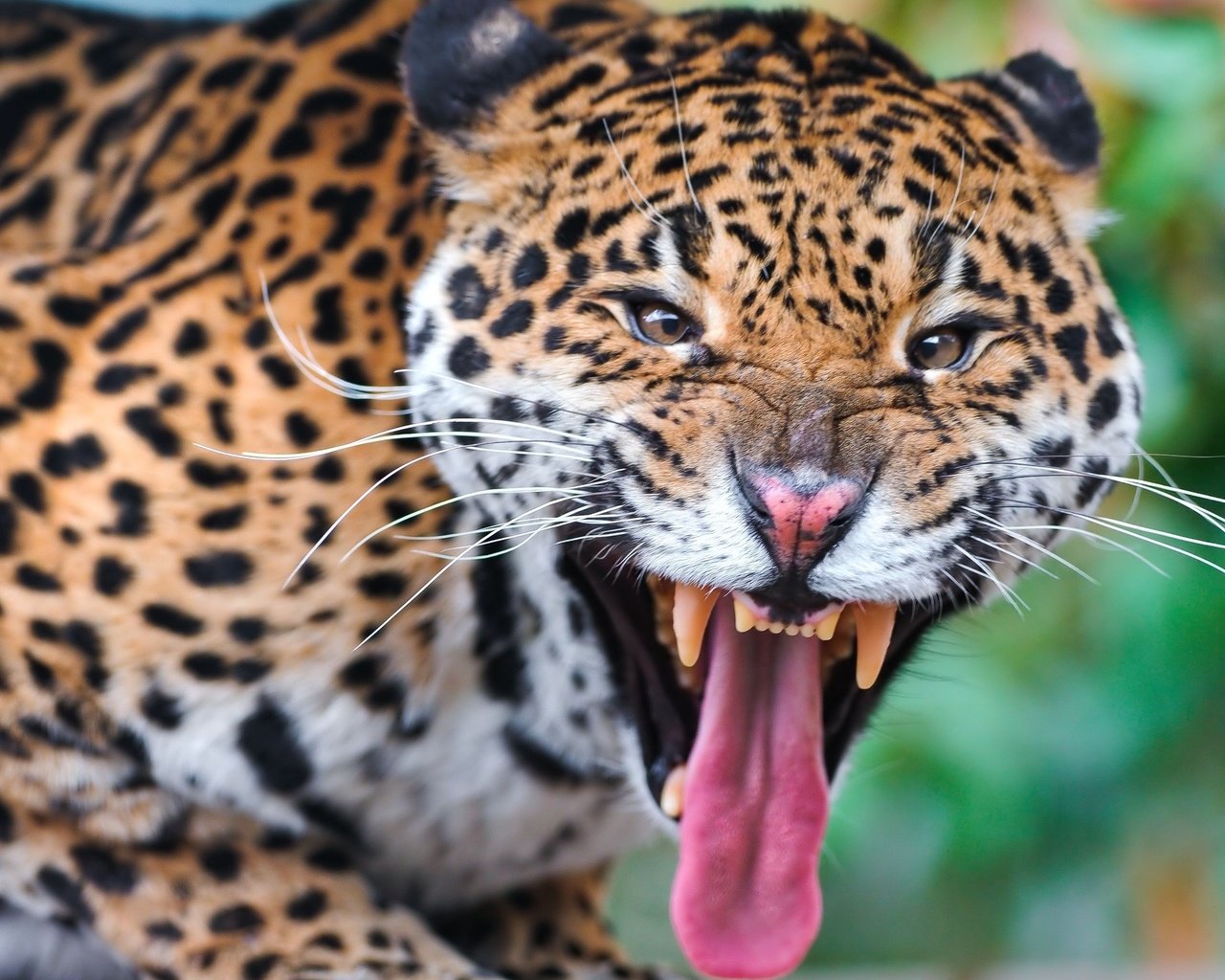 Обои морда, леопард, клыки, хищник, язык, face, leopard, fangs, predator, language разрешение 2560x1440 Загрузить