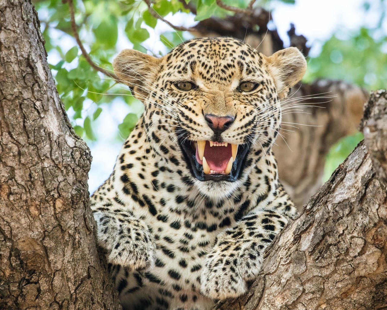 Обои морда, леопард, хищник, большая кошка, зубы, face, leopard, predator, big cat, teeth разрешение 2560x1700 Загрузить