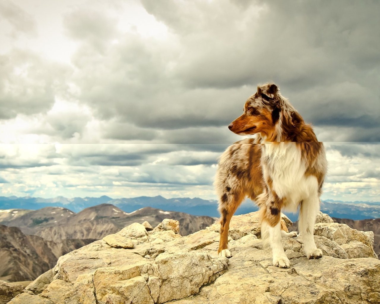 Обои небо, облака, горы, собака, австралийская овчарка, the sky, clouds, mountains, dog, australian shepherd разрешение 1920x1200 Загрузить