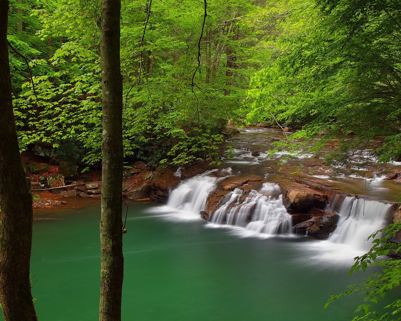 Обои деревья, река, природа, лес, водопад, trees, river, nature, forest, waterfall разрешение 1920x1200 Загрузить