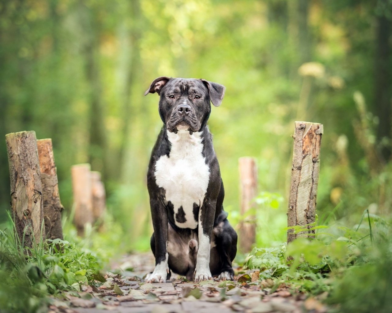 Обои собака, кане-корсо, dog, cane corso разрешение 1920x1200 Загрузить