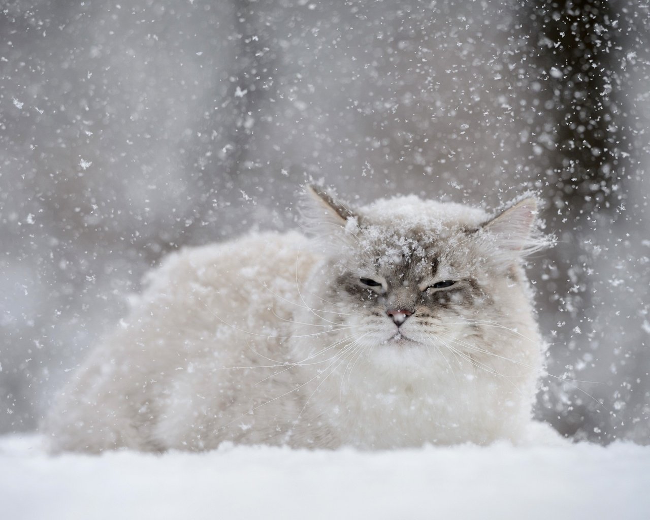 Обои снег, зима, кот, мордочка, усы, кошка, взгляд, снегопад, snow, winter, cat, muzzle, mustache, look, snowfall разрешение 2880x1800 Загрузить