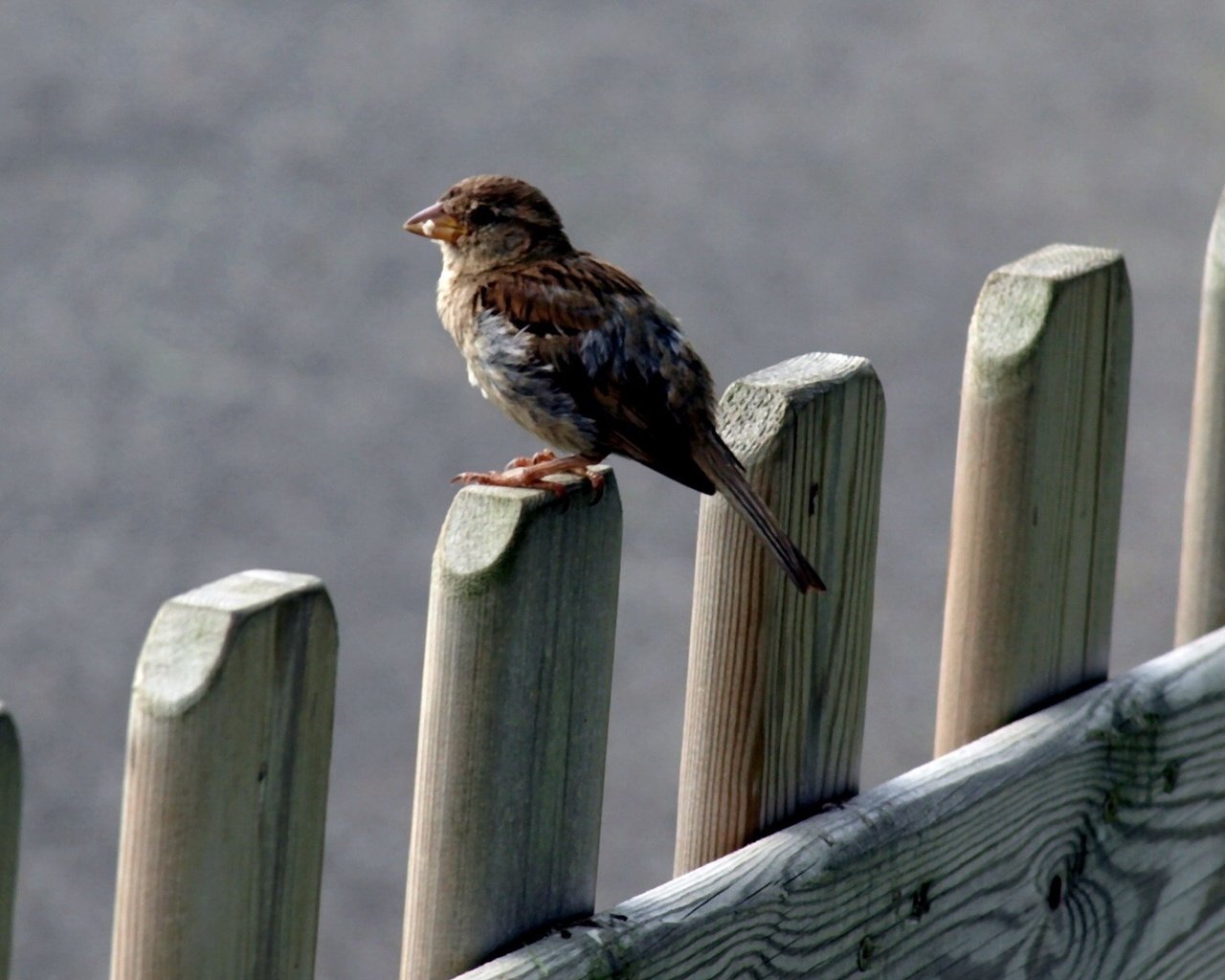 Обои природа, забор, птица, клюв, воробей, перья, nature, the fence, bird, beak, sparrow, feathers разрешение 1920x1200 Загрузить