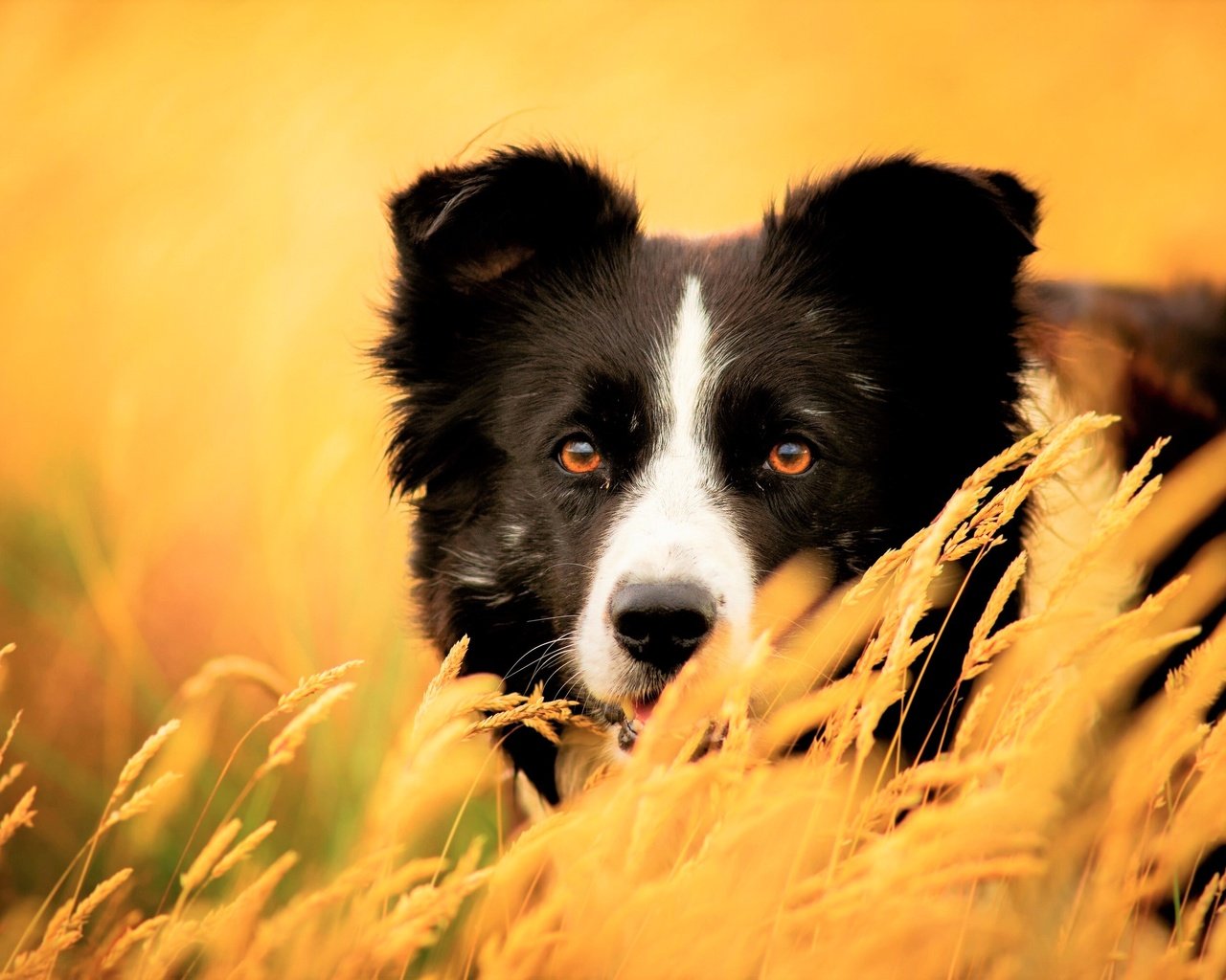 Обои глаза, трава, взгляд, собака, колоски, бордер-колли, eyes, grass, look, dog, spikelets, the border collie разрешение 3840x2160 Загрузить