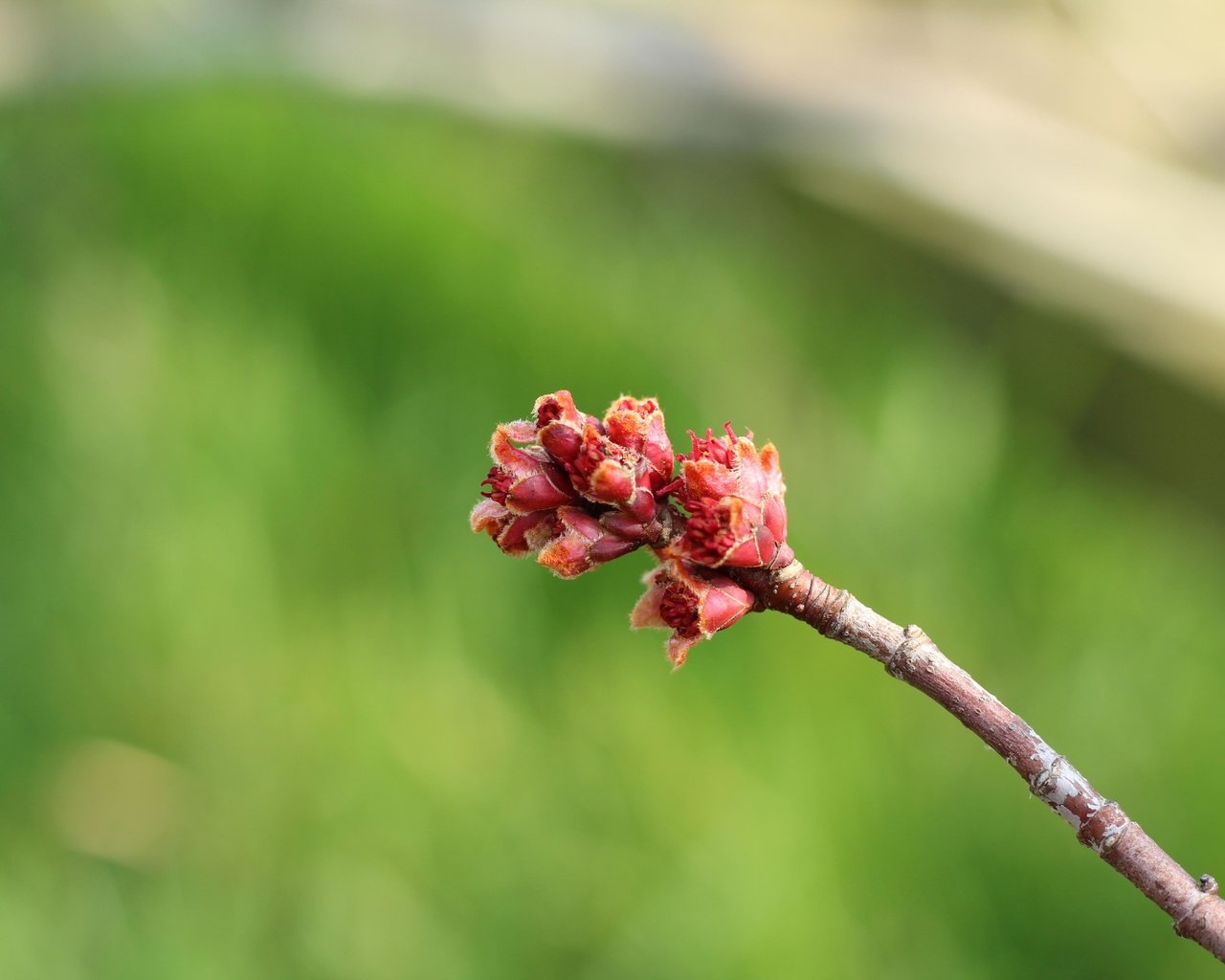 Обои ветка, природа, фон, размытость, весна, почки, branch, nature, background, blur, spring, kidney разрешение 5184x3456 Загрузить