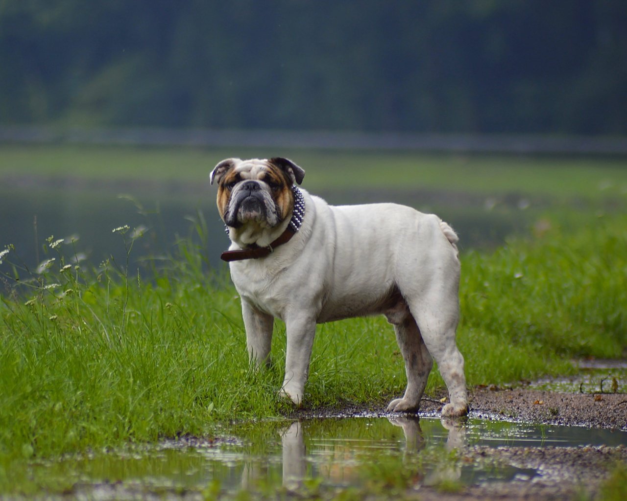 Обои трава, взгляд, собака, ошейник, лужа, бульдог, grass, look, dog, collar, puddle, bulldog разрешение 4512x3000 Загрузить