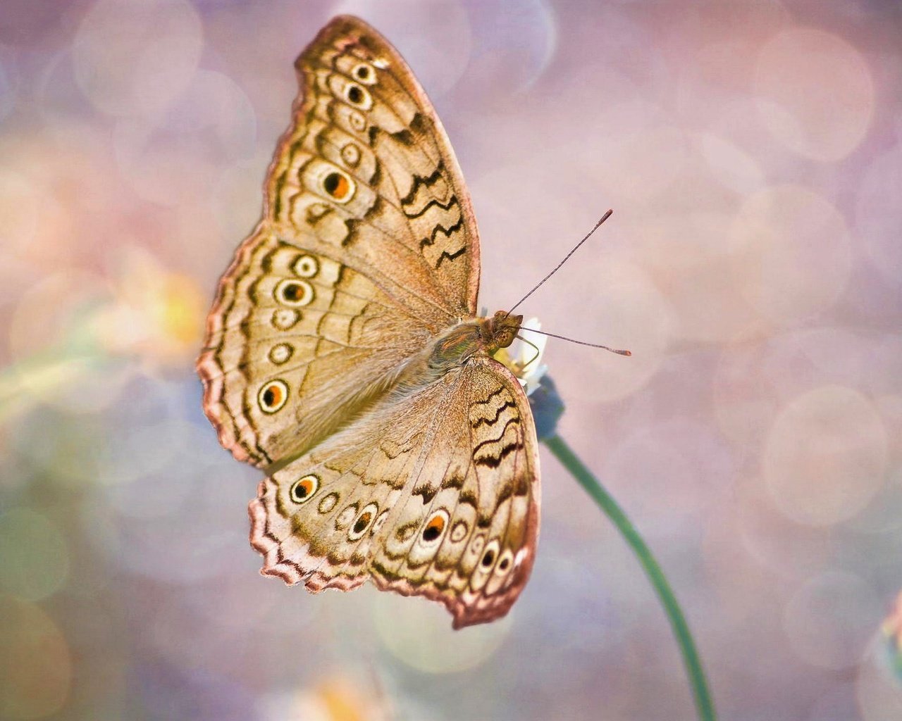 Обои насекомое, цветок, бабочка, крылья, блики, стебель, insect, flower, butterfly, wings, glare, stem разрешение 2560x1440 Загрузить