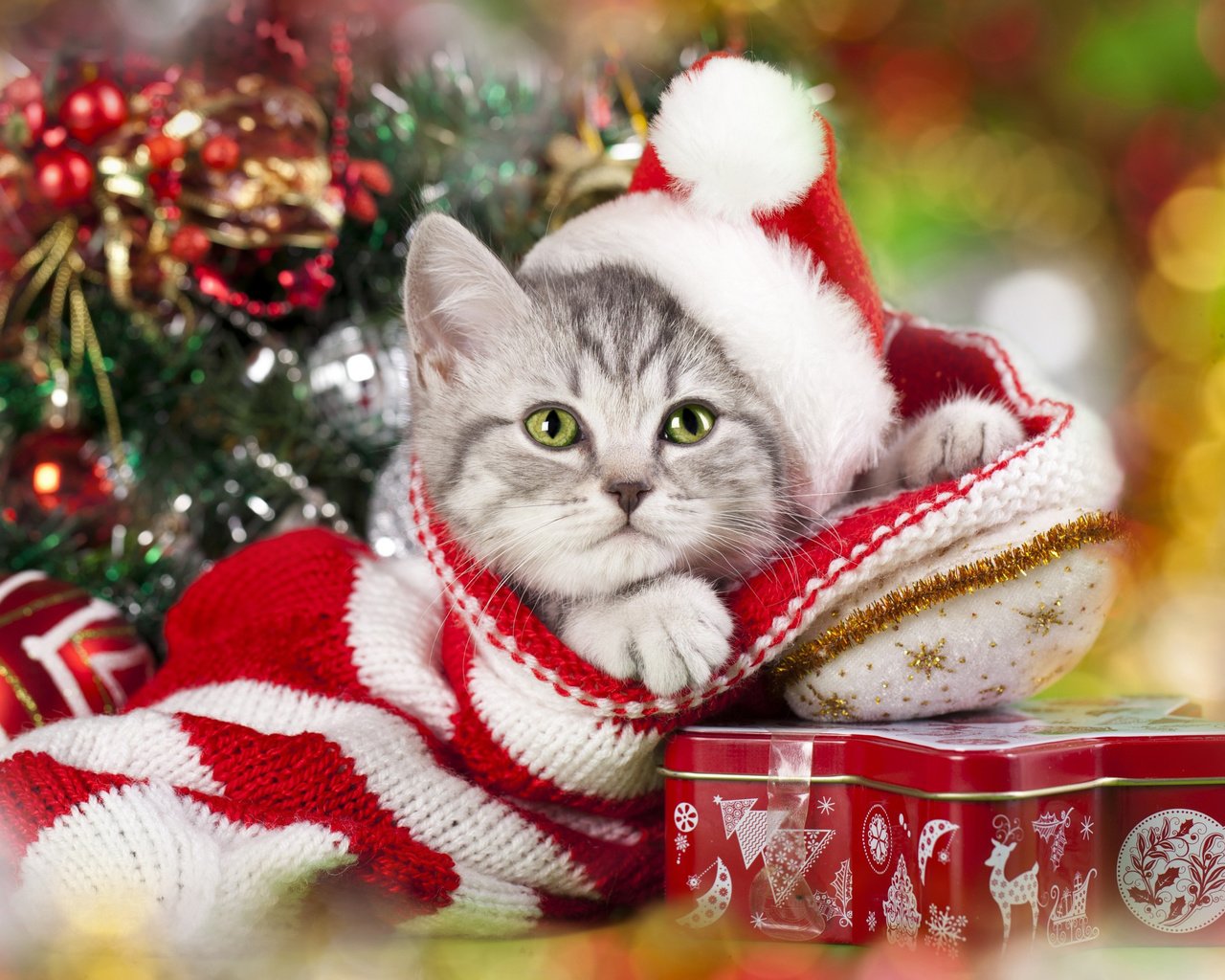 Обои новый год, колпак, елка, кот, мордочка, усы, кошка, взгляд, подарки, котенок, kitty, new year, cap, tree, cat, muzzle, mustache, look, gifts разрешение 2880x1800 Загрузить