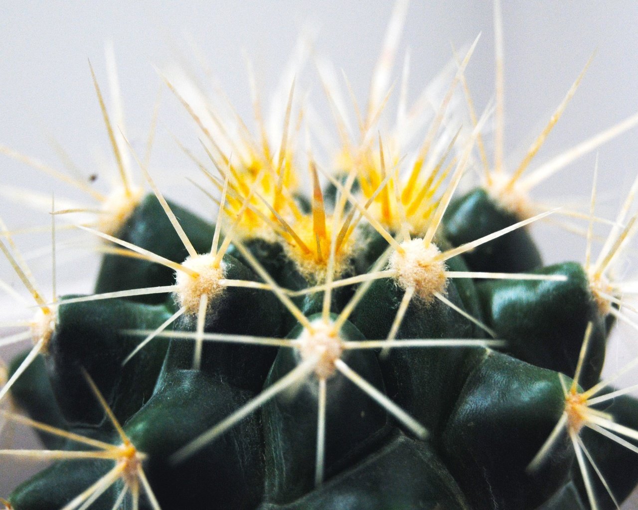 Обои макро, цветок, колючки, шипы, кактус, macro, flower, barb, spikes, cactus разрешение 3809x2550 Загрузить